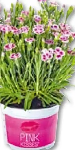 BayWa Bau & Garten Plantiflor Prinzess-Nelke Dianthus Pink Kisses Angebot