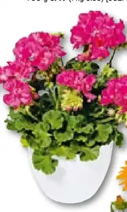 BayWa Bau & Garten Geranien Pelargonium zonale Angebot