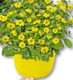 BayWa Bau & Garten Husarenknöpfchen Angebot