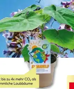 BayWa Bau & Garten Plantiflor CO₂-Klimabaum Kiri-Baum Angebot