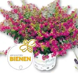 BayWa Bau & Garten Japanische Scheinmyrthe Flori Glory Angebot
