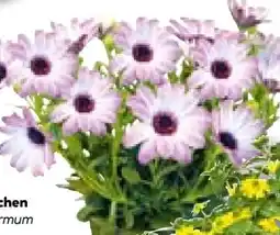 BayWa Bau & Garten Plantiflor Kapkörbchen Angebot