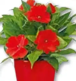 BayWa Bau & Garten Edellieschen Angebot