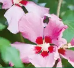 BayWa Bau & Garten Straucheibisch Hibiscus syriacus Angebot