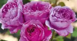 BayWa Bau & Garten Beetrose Adore Aroma Angebot