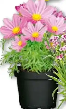 BayWa Bau & Garten Schmuckkörbchen Cosmea Angebot