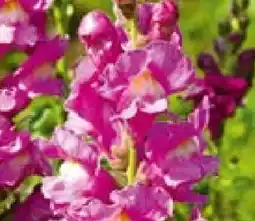 BayWa Bau & Garten Löwenmäulchen Angebot