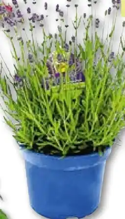 BayWa Bau & Garten Lavendel Angebot