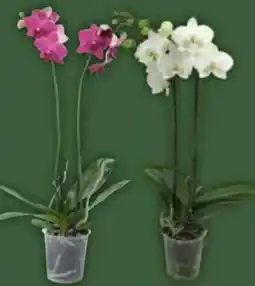 E-Center Orchideen Phalaenopsis Angebot