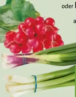 Edeka Xpress Radieschen Angebot
