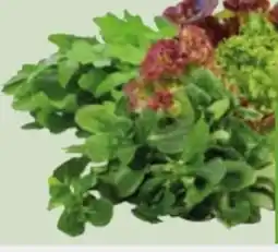 Edeka Xpress Bio-Rucola Angebot