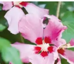 Hellweg Straucheibisch Hibiscus syriacus Angebot