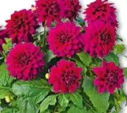 Hellweg Dahlie Angebot
