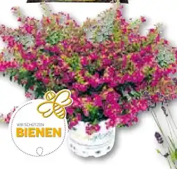 Hellweg Japanische Scheinmyrthe Flori Glory Angebot