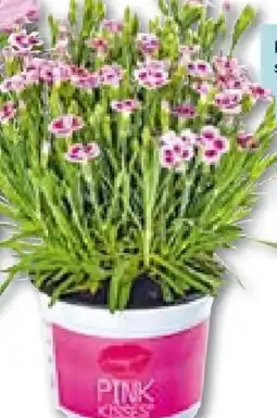 Hellweg Prinzess-Nelke Angebot