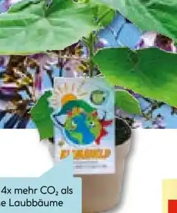 Hellweg Bio-CO₂-Klimabaum Kiri-Baum Angebot