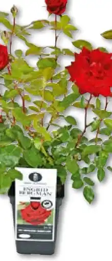 Hellweg Edel-Kletterrose Angebot