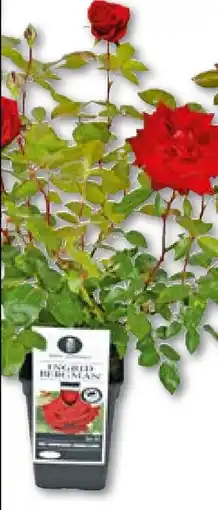 Hellweg Beet­, edel­ und kletterrose rosa Angebot