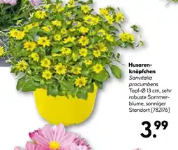 Hellweg Husarenknöpfchen Angebot