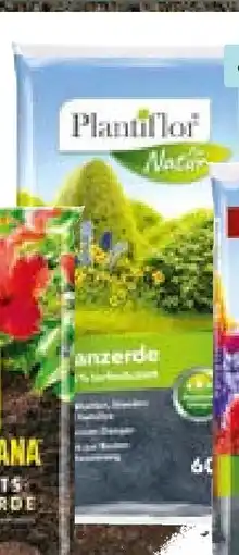 Hellweg Plantiflor pflanzerde Angebot