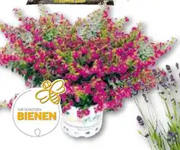 Hellweg Japanische scheinmyrthe „flori glory“ Angebot