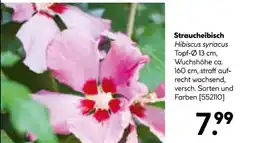 Hellweg Straucheibisch Angebot