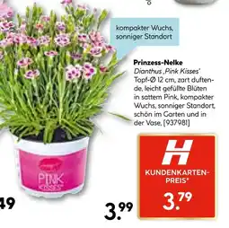 Hellweg Prinzess-nelke Angebot