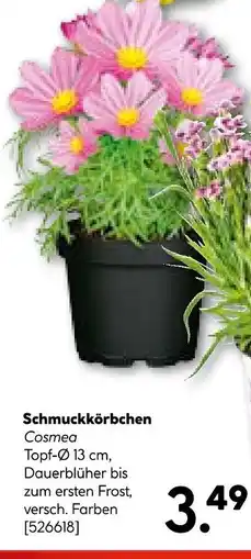 Hellweg Schmuckkörbchen cosmea Angebot