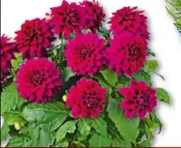 Hellweg Dahlie Angebot