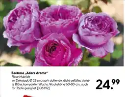 Hellweg Beetrose adore aroma Angebot