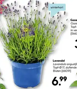 Hellweg Lavendel Angebot