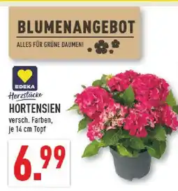 Marktkauf Edeka hortensien Angebot