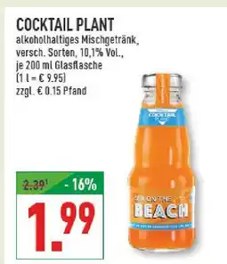 Marktkauf Cocktail plant sex on the beach Angebot