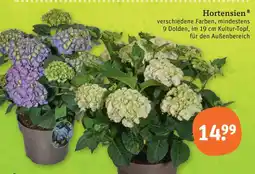 tegut Hortensien Angebot