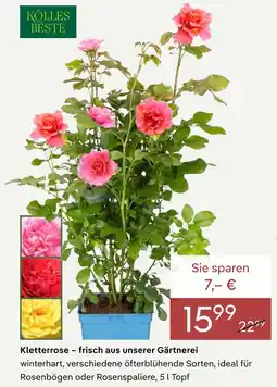 Pflanzen Kölle Kölles beste kletterrose Angebot