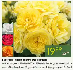 Pflanzen Kölle Beetrose Angebot