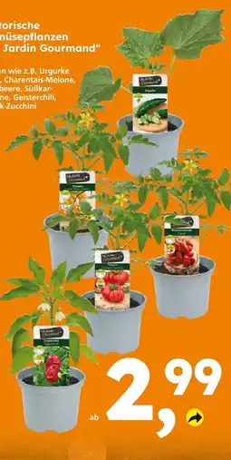 Globus Baumarkt Jardin gourmand urgurke Angebot