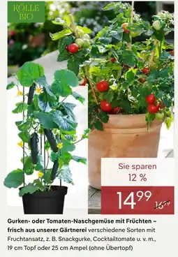 Pflanzen Kölle Kölle bio gurken- oder tomaten-naschgemüse mit früchten Angebot