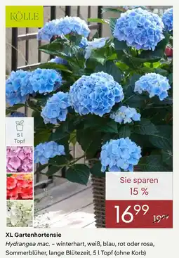 Pflanzen Kölle Kölle xl gartenhortensie Angebot