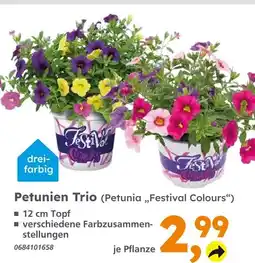 Globus Baumarkt Petunien trio Angebot
