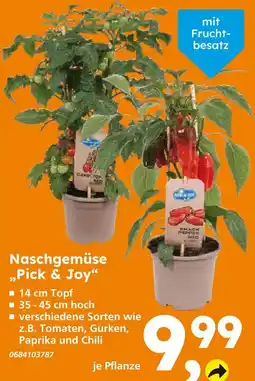 Globus Baumarkt Naschgemüse 'pick & joy' Angebot