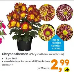 Globus Baumarkt Chrysanthemen Angebot