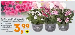Globus Baumarkt Duftende edelgeranien Angebot