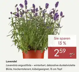 Pflanzen Kölle Lavendel Angebot