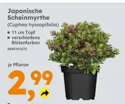 Globus Baumarkt Japanische scheinmyrthe Angebot
