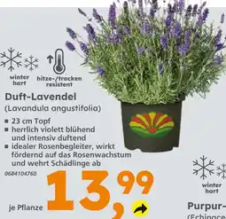 Globus Baumarkt Duft-lavendel Angebot