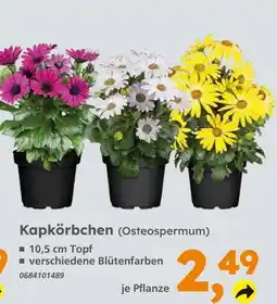 Globus Baumarkt Kapkörbchen Angebot