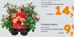 Globus Baumarkt Rose2plant rose2plant Angebot