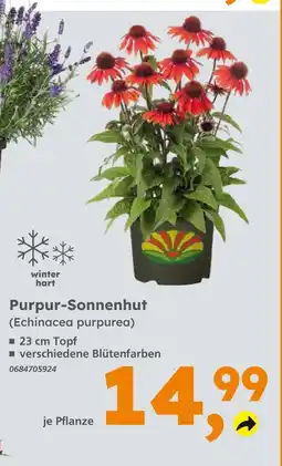 Globus Baumarkt Purpur-sonnenhut Angebot