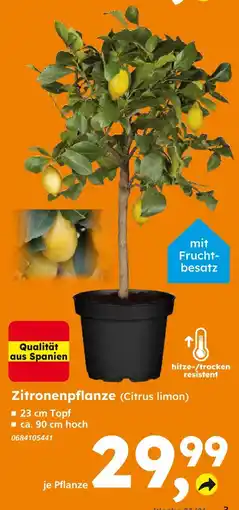 Globus Baumarkt Zitronenpflanze (citrus limon) Angebot